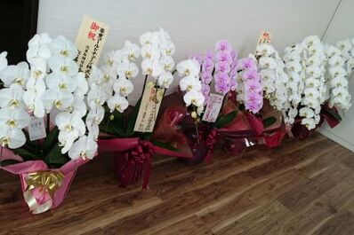胡蝶蘭